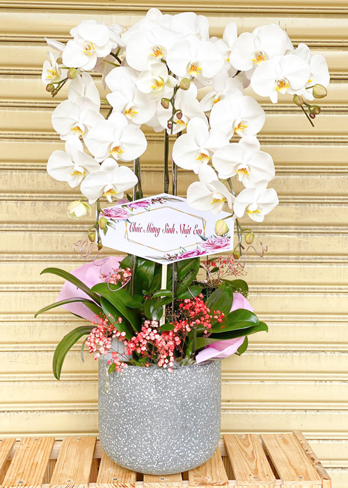 lan ho diep 5 canh   hd162