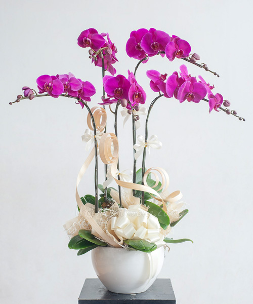 lan ho diep 5 canh   hd167