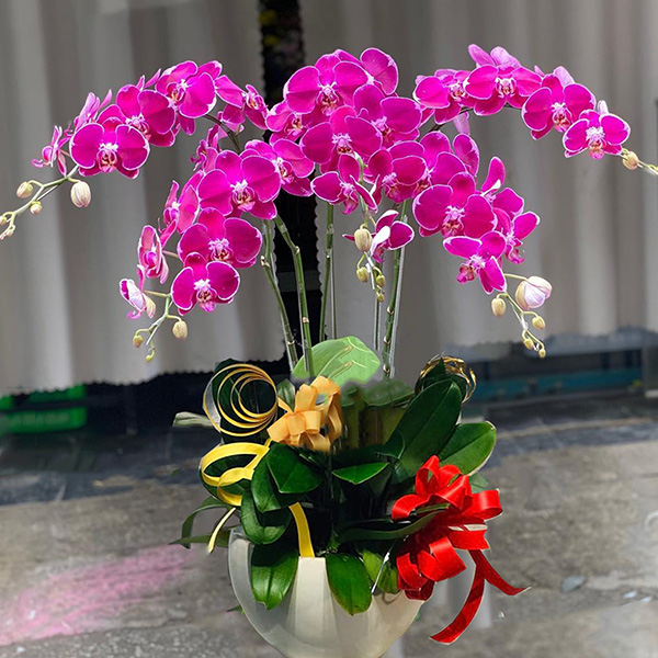 lan ho diep 5 canh   hd27