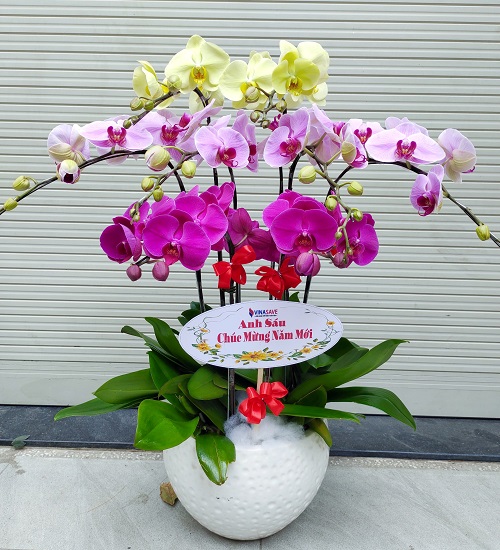 lan ho diep   hd600