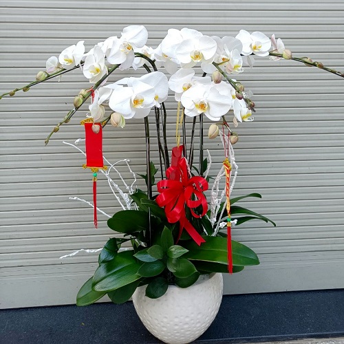 lan ho diep trang   hd611