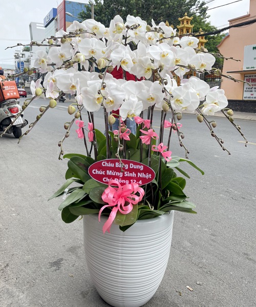 lan ho diep trang   hd643