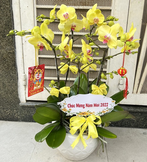 lan ho diep vang   hd622