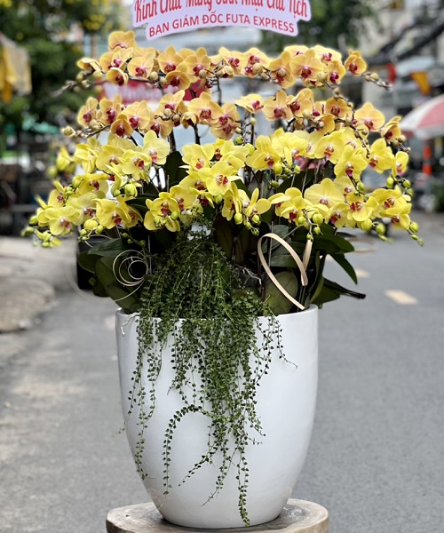 lan ho diep vang   hd646