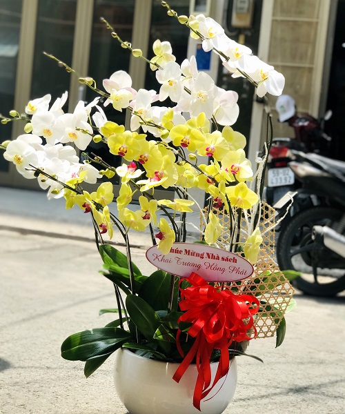 mua lan ho diep   hd652
